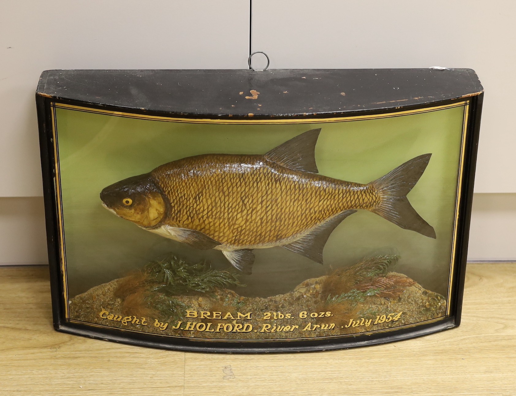 A cased taxidermic bream caught by J. Holford, River Arun, 1954